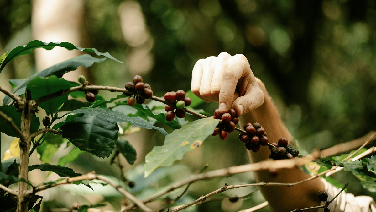 Eine Hand erntet Kaffeebohnen direkt von der Pflanze und zeigt die Kaffeekirsche in ihrem natürlichen Zustand vor der Weiterverarbeitung.