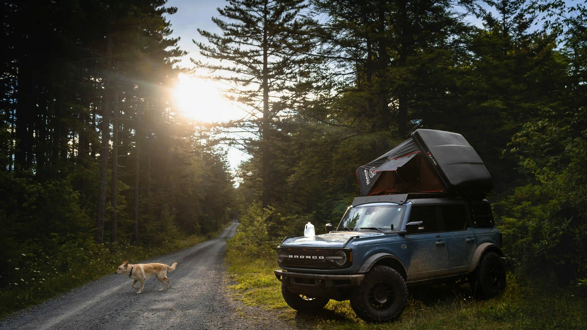 Geländewagen mit Dachzelt und Hund beim Camping im Wald bei Sonnenuntergang