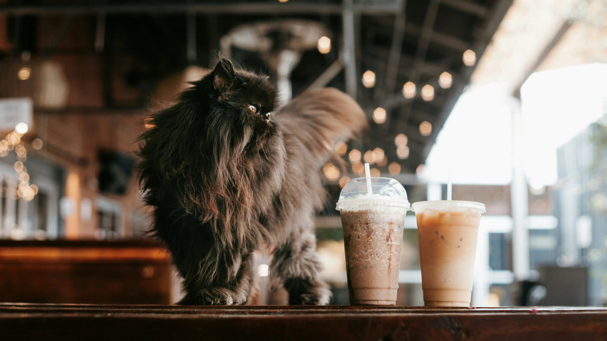 Flauschige schwarze Katze auf Holztheke neben Iced Coffee; Café-Hintergrund mit Bokeh-Beleuchtung