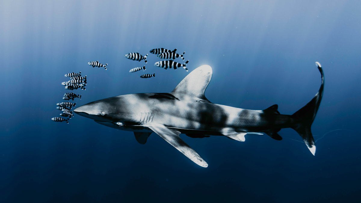 Ein Hai schwimmt anmutig mit seinen Begleitern, den gestreiften Pilotfischen, durch das tiefblaue Wasser des Ozeans und stellt ein natürliches marines Ökosystem und symbiotische Beziehungen dar.